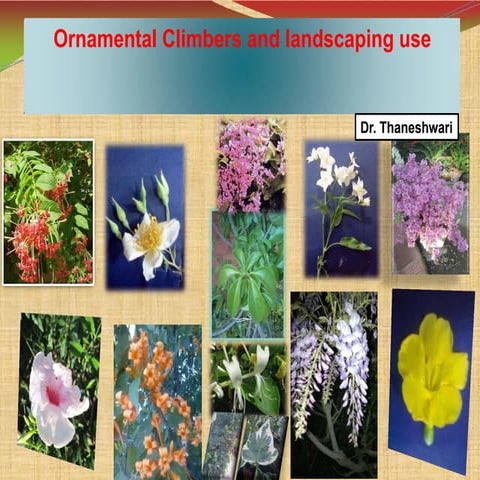 Ornamental climber and landscaping use