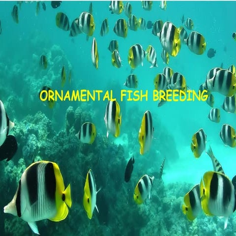 Ornamental fish breeding
