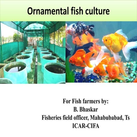 Ornamental  fish culture