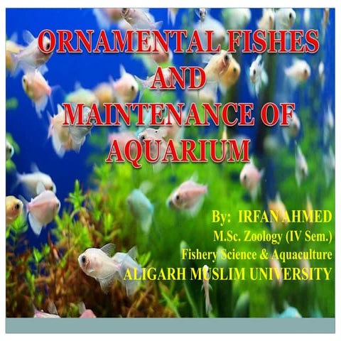 Ornamental fishes and maintainance of aquculture by irfan paswal