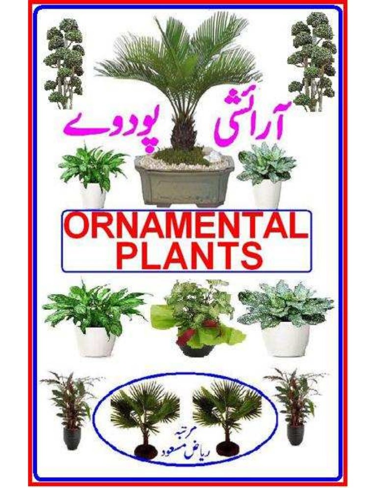 Ornamental plant urdu