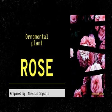 Rose cultivation practices, uses, variety, soil and climatic requirement, pla...