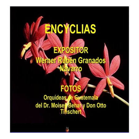 Orquideas encyclias