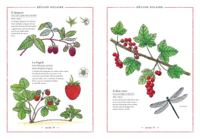 Inventario illustrato Dei Frutti e degli ortaggi - Libri ...