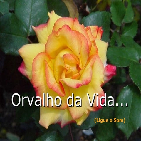 Orvalho Da Vida