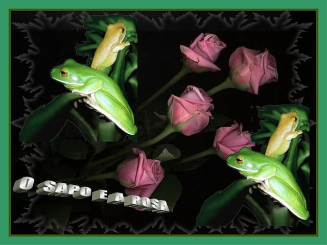 O SAPO E A ROSA