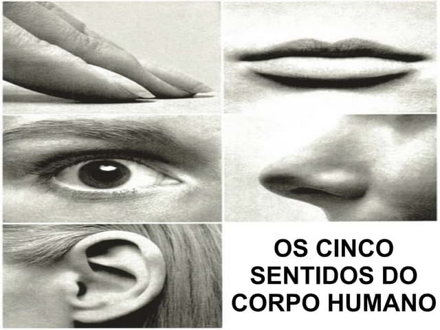 Os cinco sentidos