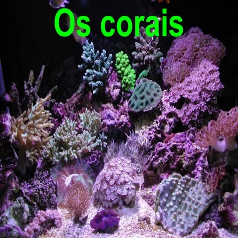 Os corais | PPS