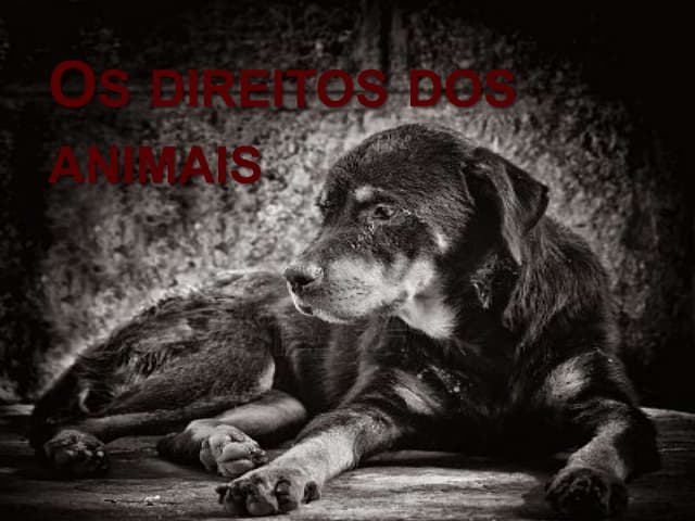 Os Direitos dos Animais