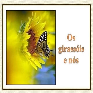 Os girassois e nós (1)