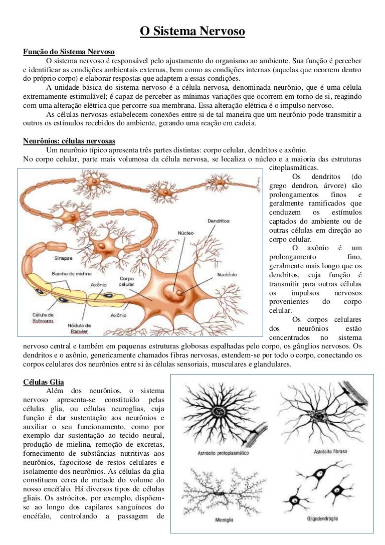 Nesse Texto O Autor Compara Os Neuronios A