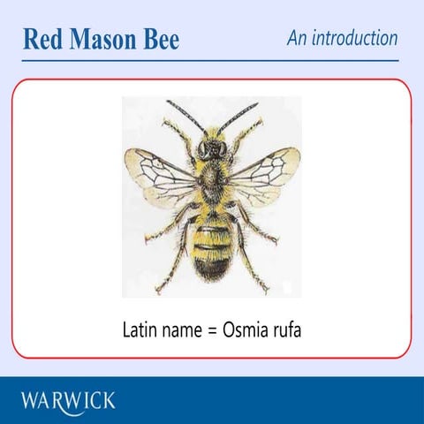 Introduction to the Red Mason bee