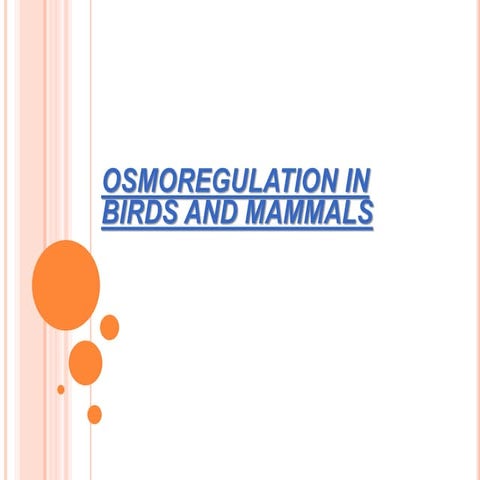 Osmoregulation in birds and mammals