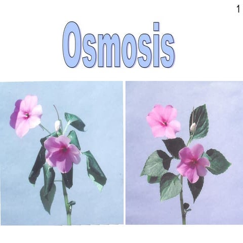 Osmosis