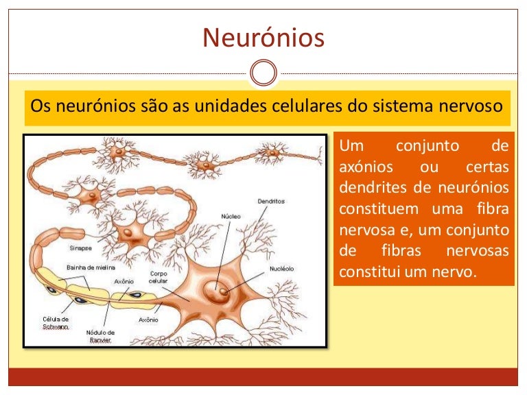 Nesse Texto O Autor Compara Os Neuronios A