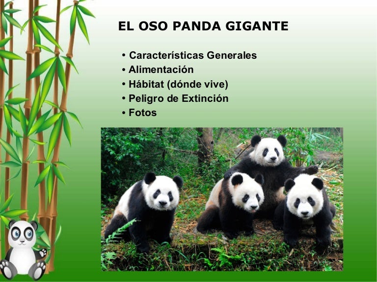 azúcar mini bar información sobre un oso panda estoy sediento Artefacto