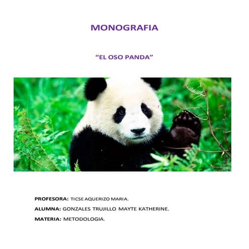 Oso panda