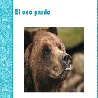 Oso pardo