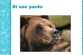 Oso pardo
