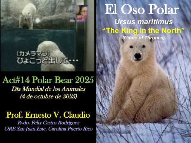 Día Internacional de los animales: Oso Polar 2025.