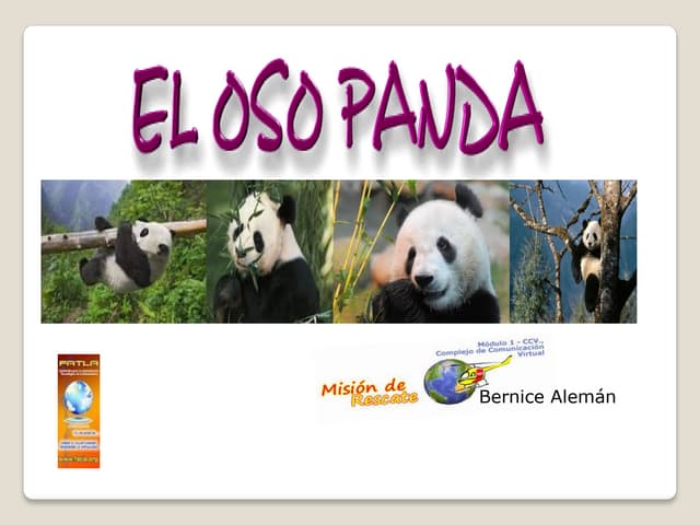Osos panda