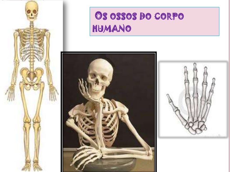 Os ossos do corpo humano ana raquel