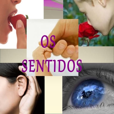 Os sentidos | PPT