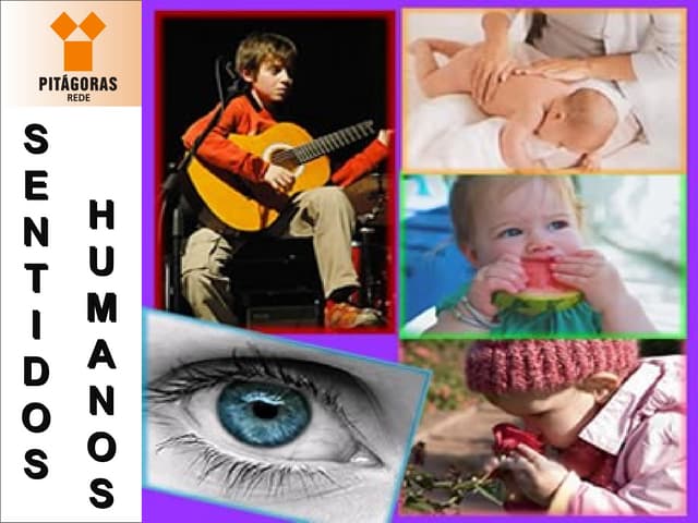 OS CINCO SENTIDOS HUMANOS