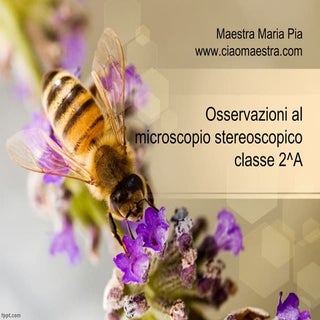 Osservazioni al microscopio stereos...