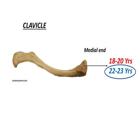 Ossification centres