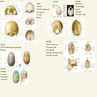 Osso/Bone/Hueso Temporal - Osteologia | PPTX