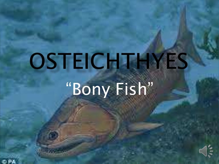 Osteichthyes