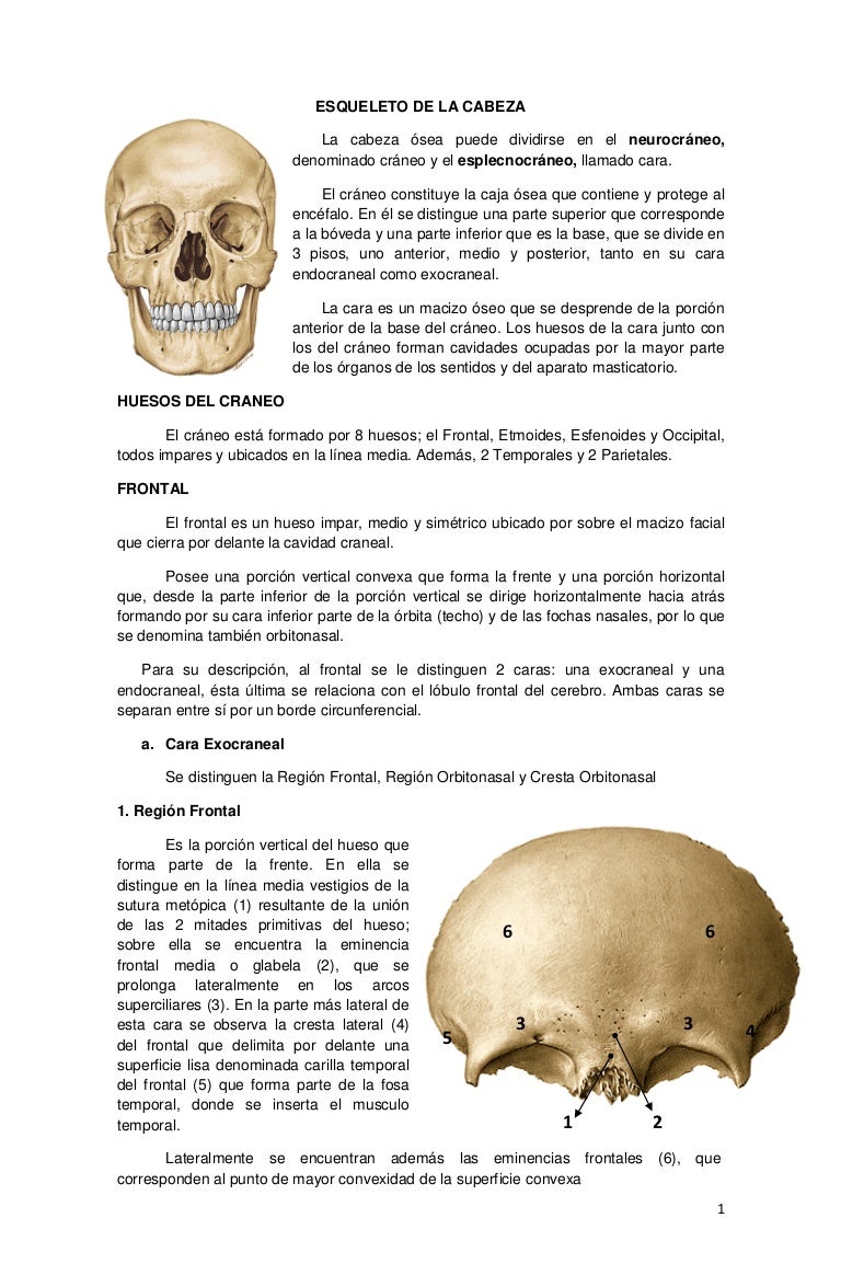 Osteologia De Craneo
