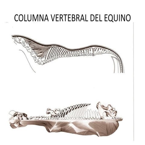 Comparitive Anatomy of Metatarsal bones in different animals.pptx