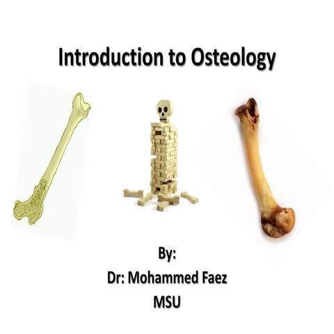 Osteology