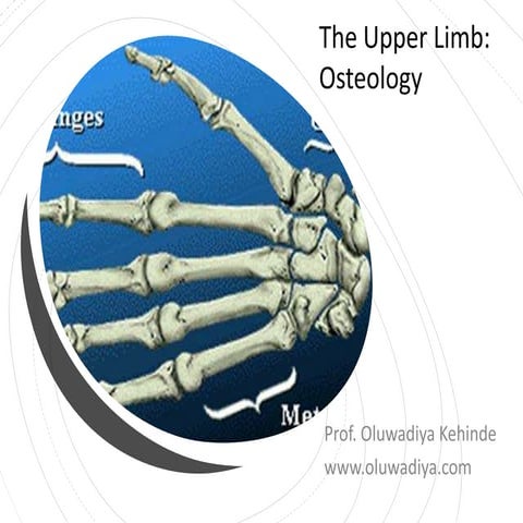 Osteology-of-the-upper-limb.pdf b y dr, rayyan