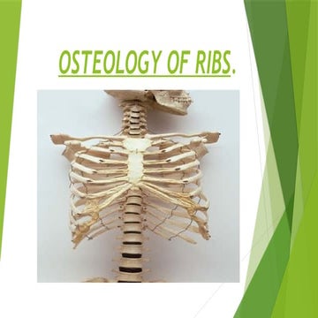 OSTEOLOGY OF RIBS for anatomy in b.d chaurasia