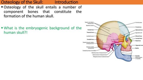 Skull Anatomy Ppt Download Medical PowerPoint Templates And Google