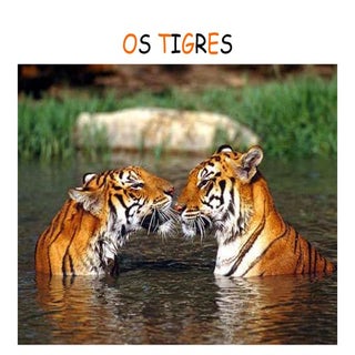 Os tigres