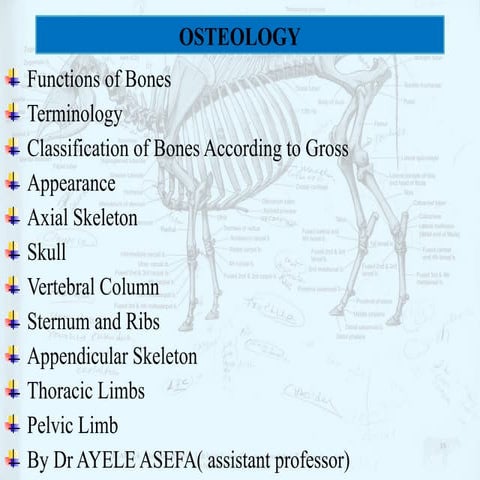 Ostiology.pptxfsqggs namaste namaste namaste