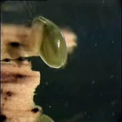 ostracods introduction and morphology types