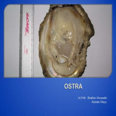 Anatomía De Una Ostra Ostra Ibrahim | PPT