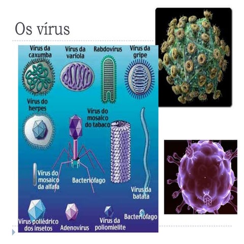 Conjugação e transdução | PPT