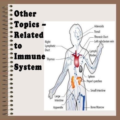 immune system allergy ect