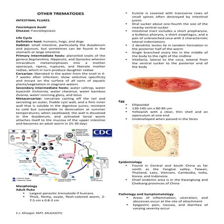 Other trematodes 1