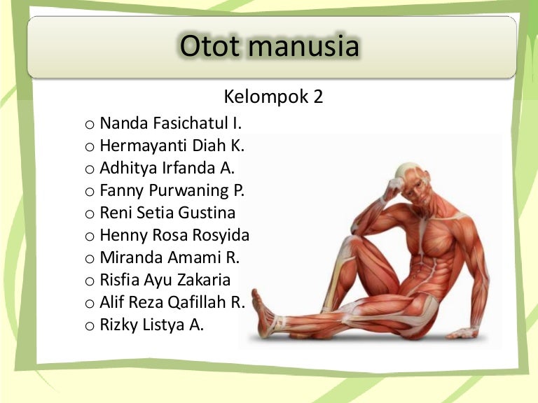 Otot Manusia
