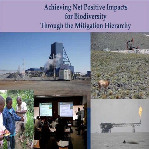 Mitigation Hierarchy and marine biodiversity impacts | PDF