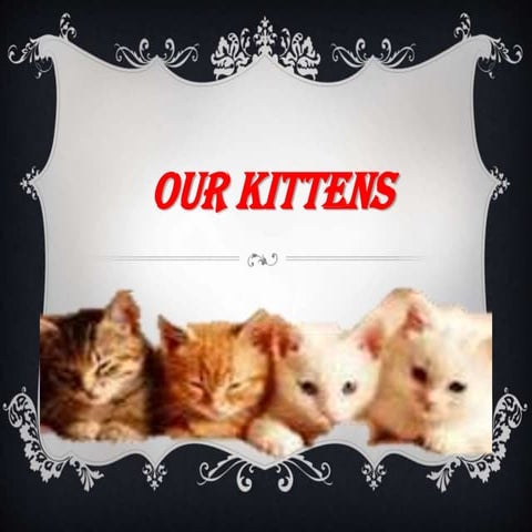 Our kittens