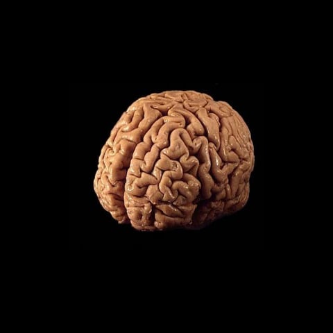 Our new digital brain