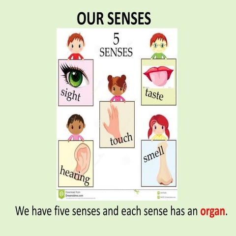 Our senses 2
